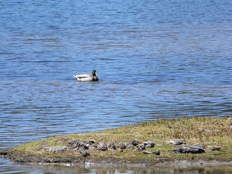 Duck on Manzanita Lake