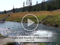 Sights and Sounds of Yellowstone